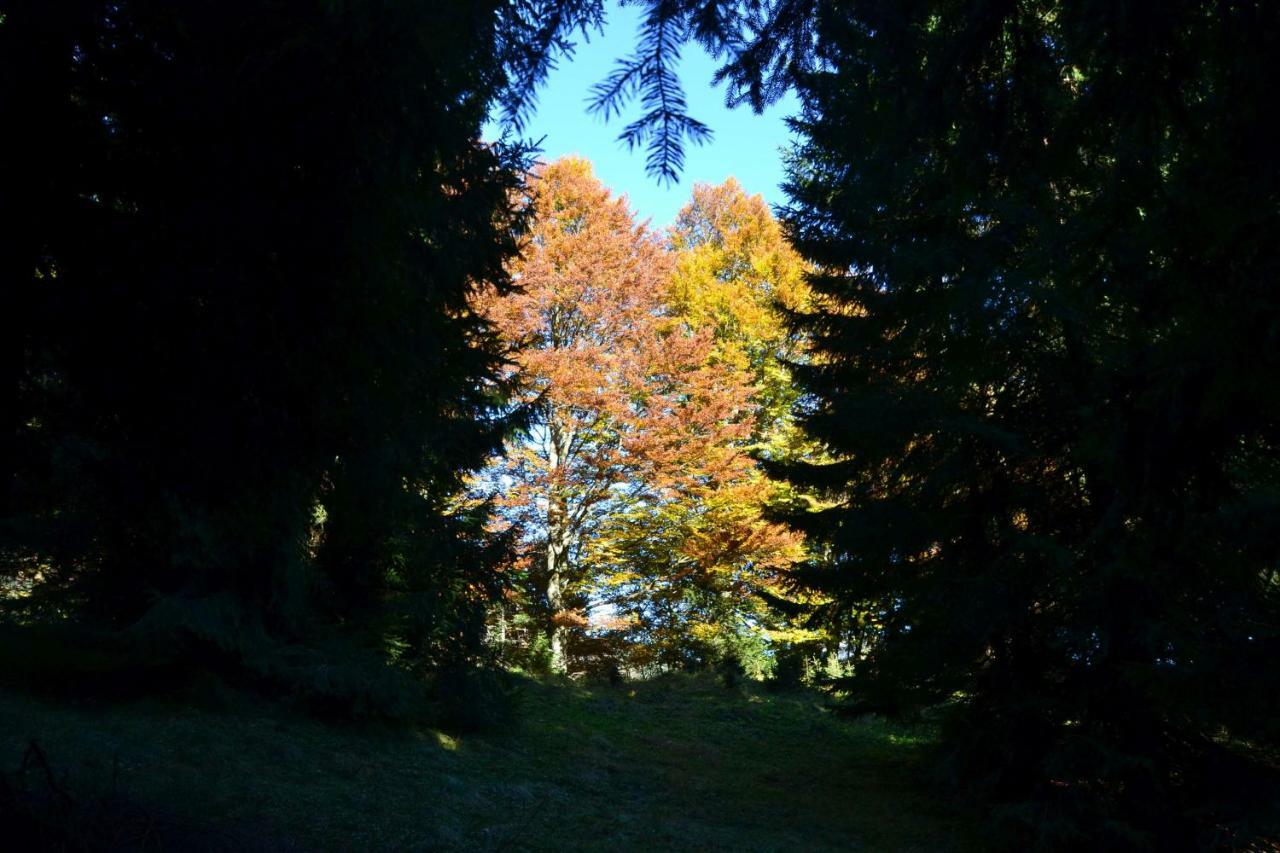 Pension Edelweiss Top21 Gosau Exterior photo